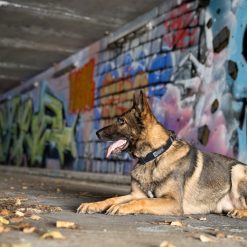 Collier K9OPERATOR Noir